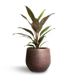 Lydia Plant Pot - Shiny Purple -Hortology Shop Cordyline fruticosa Rumba Hawaiian Ti Plant 12x35cm Lydia Plant Pot Shiny Purple 15x13cm 56274365 6159 4d36 a5c3 0b4a8f777836