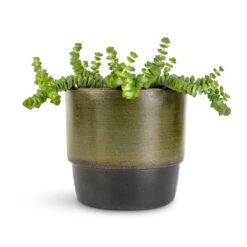 Erik Plant Pot - Dark Olive 17 Erik Plant Pot - Dark Olive -Hortology Shop Crassula marneriana Hottentot Jade Necklace 11x15cm Erik Plant Pot Olive 14x12cm c047c023 b934 444d 9283 006ff317c701
