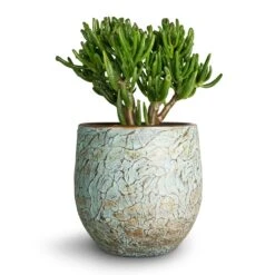 Crassula Ovata Gollum - Jade Plant -Hortology Shop Crassula ovata Gollum Jade Plant 17x25cm Evi Plant Pot Antique Bronze 22x20cm