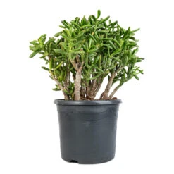 Crassula Ovata Gollum - Jade Plant -Hortology Shop Crassula ovata Gollum Jade Plant 30x50cm