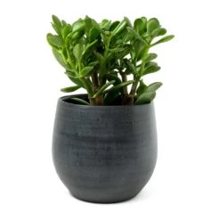 Esra Plant Pot - Graphite -Hortology Shop Crassula ovata Jade Plant Esra Graphite Plant Pot 8c8e2d80 9a71 4608 a45b 10faa117c6f6