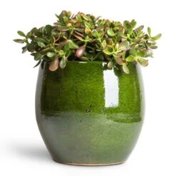 Aimee Plant Pot - Pear -Hortology Shop Crassula ovata Sunset Jade Plant 30x50cm Aimee Plant Pot Pear 38x34cm 2dbc6a95 d746 4725 974a 07053a5c64fb