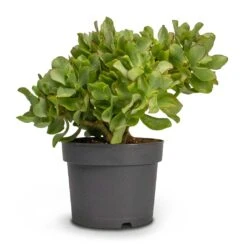 Crassula Ovata Undulata - Curly Jade Plant -Hortology Shop Crassula ovata Undulata Curly Jade Houseplant 17x25cm