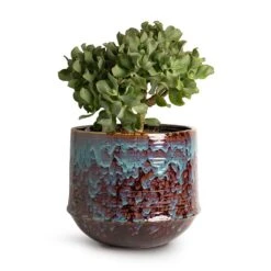 Crassula Ovata Undulata - Curly Jade Plant -Hortology Shop Crassula ovata Undulata Curly Jade Plant 17x25cm Noud Plant Pot Marrakesh 26x22cm 25125ee1 1075 460e b6e9 2325675ab9df