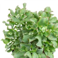 Crassula Ovata Undulata - Curly Jade Plant -Hortology Shop Crassula ovata Undulata Curly Jade Plant Leaves