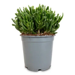 Crassula Ovata Gollum - Jade Plant -Hortology Shop Crassula ovata gollum jade plant 14cm