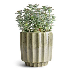 Crassula Perforata - String Of Buttons -Hortology Shop Crassula perforata String Of Buttons 10.5x20cm Lugano Scalloped Plant Pot Green 13x13cm