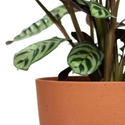 Coral Refined Planter - Canyon Orange -Hortology Shop Ctenanthe burle marxii Amabilis Never Never Plant Coral Refined Planter Canyon Orange Close Up