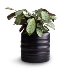 Ctenanthe Burle Marxii Amagris - Never Never Plant -Hortology Shop Ctenanthe burle marxii Amagris Never Never Plant 12x30cm Hadleigh Plant Pot Charcoal 14x13cm
