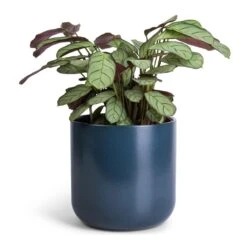 Ctenanthe Burle Marxii Amagris - Never Never Plant -Hortology Shop Ctenanthe burle marxii Amagris Never Never Plant 12x30cm Lisbon Plant Pot Navy 15x15cm