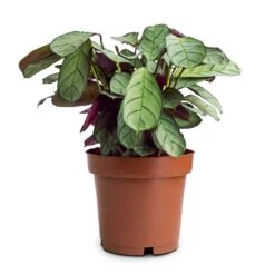 Ctenanthe Burle Marxii Amagris - Never Never Plant -Hortology Shop Ctenanthe burle marxii Amagris Never Never Plant 12x30cm 85b77995 4b7a 4860 a035 3ce98aeade22