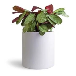 Ctenanthe Burle Marxii Amagris - Never Never Plant -Hortology Shop Ctenanthe burle marxii Amagris Never Never Plant 14x30cm Puk Planter Matt White 20x20cm