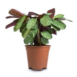 Ctenanthe Burle Marxii Amagris - Never Never Plant -Hortology Shop Ctenanthe burle marxii Amagris Never Never Plant 14x30cm2 38dd4a47 1ba6 4b9e bf05 a8694421b9c8