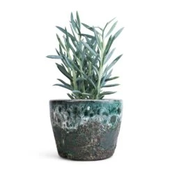 Curio Ficoides Mount Everest - Skyscraper Senecio 15 Curio Ficoides Mount Everest - Skyscraper Senecio -Hortology Shop Curio ficoides Mount Everest Skyscraper Senecio 12x20cm Lava Couple Straight Relic Planter Jade 19x13cm