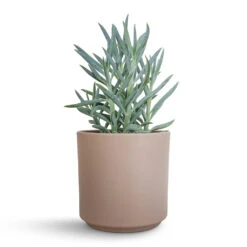 Curio Ficoides Mount Everest - Skyscraper Senecio 12 Curio Ficoides Mount Everest - Skyscraper Senecio -Hortology Shop Curio ficoides Mount Everest Skyscraper Senecio 12x20cm Prague Plant Pot Taupe 13x13cm 2 0d0d5314 e489 4273 8776 813f0877e5de