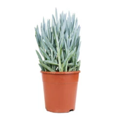 Curio Ficoides Mount Everest - Skyscraper Senecio 14 Curio Ficoides Mount Everest - Skyscraper Senecio -Hortology Shop Curio ficoides Mount Everest Skyscraper Senecio 14x35cm