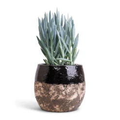 Curio Ficoides Mount Everest - Skyscraper Senecio 13 Curio Ficoides Mount Everest - Skyscraper Senecio -Hortology Shop Curio ficoides Mount Everest Skyscraper Senecio 14x35cm Lindy Plant Pot Black 19x16cm