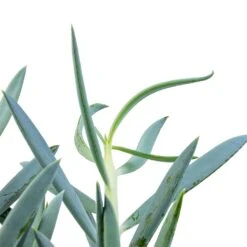 Curio Ficoides Mount Everest - Skyscraper Senecio 16 Curio Ficoides Mount Everest - Skyscraper Senecio -Hortology Shop Curio ficoides Mount Everest Skyscraper Senecio SWATCH 2