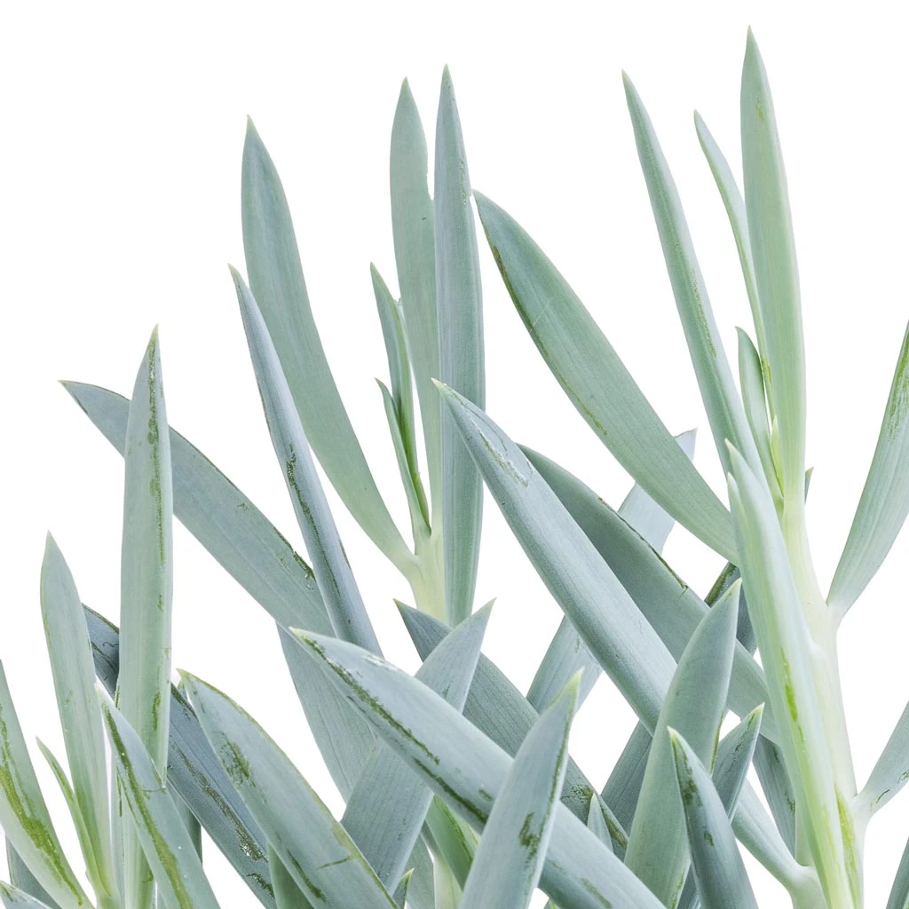 Curio Ficoides Mount Everest - Skyscraper Senecio 2 Curio Ficoides Mount Everest - Skyscraper Senecio - Image 2