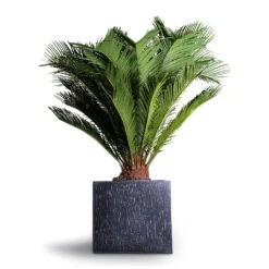 Raindrop Cube Planter - Anthracite -Hortology Shop Cyas Revoluta Sago Palm 27x90cm Raindrop Cube Planter Anthracite 30x30x27cm