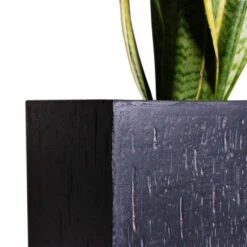 Raindrop Trough Planter - Anthracite -Hortology Shop Cyas Revoluta Sago Palm 27x90cm Raindrop Cube Planter Anthracite 30x30x27cm Close d6f90fa3 ec5d 41a9 981a 085300c0a328