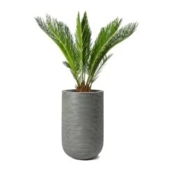 Cody Plant Vase - Ridged Dark Grey -Hortology Shop Cycas revoluta Sago Palm Cody Plant Vase Ridged Cement 47904c26 14f0 4d16 850b 8f63823a40a6
