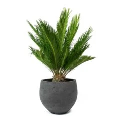Mini Orb Kevan Plant Pot - Black Washed -Hortology Shop Cycas revoluta Sago Palm Mini Orb Kevan Plant Pot Black Washed bd11d392 c1ba 4424 89d1 2dd7b512b96b
