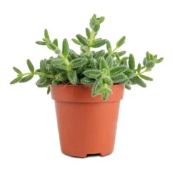 Delosperma Echinatum - Pickle Plant -Hortology Shop Delosperma echinatum Pickle Plant 12x20cm