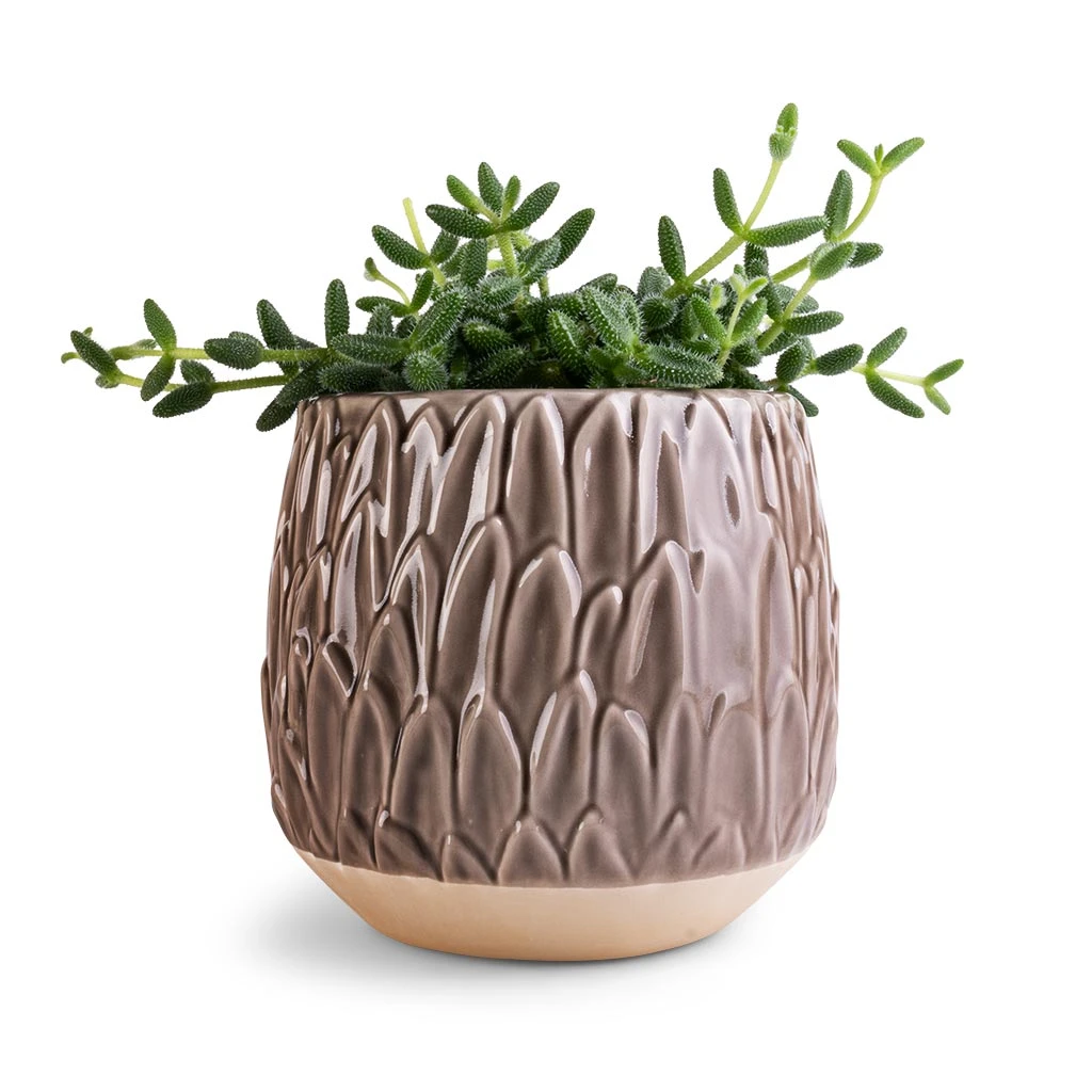 Arles Leaf Plant Pot - Mocha 3 Arles Leaf Plant Pot - Mocha - Image 3