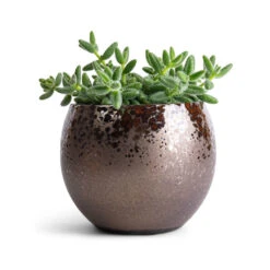 Delosperma Echinatum - Pickle Plant -Hortology Shop Delosperma echinatum Pickle Plant 12x20cm Kae Plant Pot Mocha 17x13cm