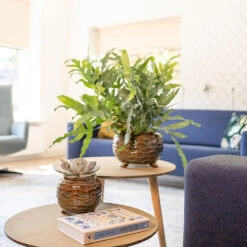 Dewi Plant Pot - Marrakesh -Hortology Shop Dewi Plant Pot Marrakesh Lifestyle 01