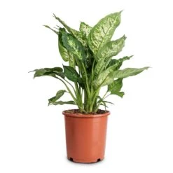 Dieffenbachia Compacta - Dumb Cane -Hortology Shop Dieffenbachia Compacta Dumb Cane 17x60cm