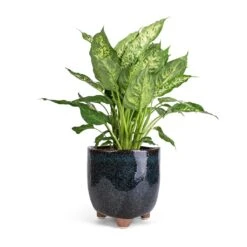 Dieffenbachia Compacta - Dumb Cane -Hortology Shop Dieffenbachia Compacta Dumb Cane 17x60cm Kaat Plant Pot Petrol 20x20cm