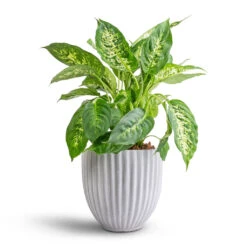 Dieffenbachia Compacta - Dumb Cane -Hortology Shop Dieffenbachia Compacta Dumb Cane 17x60cm Lagos Plant Pot Cement 20x20cm