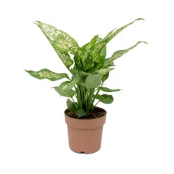 Dieffenbachia Compacta - Dumb Cane -Hortology Shop Dieffenbachia Compacta Dumb Cane
