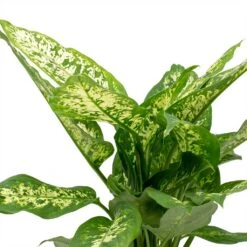 Dieffenbachia Compacta - Dumb Cane -Hortology Shop Dieffenbachia Compacta Dumb Cane Leaves