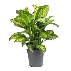 Dieffenbachia Maroba - Dumb Cane -Hortology Shop Dieffenbachia Maroba Dumb Cane 21x70cm