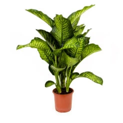 Dieffenbachia Maroba - Dumb Cane -Hortology Shop Dieffenbachia Maroba Dumb Cane