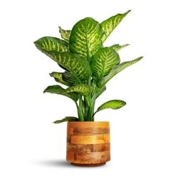 Dieffenbachia Maroba - Dumb Cane