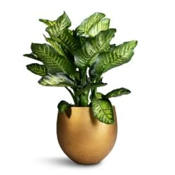 Dieffenbachia Maroba - Dumb Cane -Hortology Shop Dieffenbachia Maroba Dumb Cane 30x80cm Mini Orb Kevan Plant Pot Metallic Gold 39x35cm