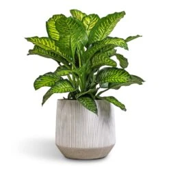 Harith Plant Pot - Ridged White Stripe 9 Harith Plant Pot - Ridged White Stripe -Hortology Shop Dieffenbachia Maroba Dumb Cane 30x80cm 689a614d d749 4b5d 8ed2 5bdc66b0eb0f