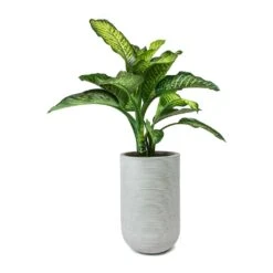 Cody Plant Vase - Ridged Cement -Hortology Shop Dieffenbachia Maroba Dumb Cane Cody Plant Vase Ridged Cement f079971e 6f8b 4d5b a33a 590bcb89894d