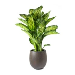 Dieffenbachia Maroba - Dumb Cane -Hortology Shop Dieffenbachia Maroba Dumb Cane Rusty Iron Concrete Balloon Planter