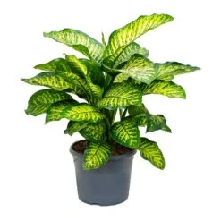 Dieffenbachia Maroba - Dumb Cane -Hortology Shop Dieffenbachia Maroba Dumb Cane 158bf0fe 2166 4d1f 971a 1da18d7b34de