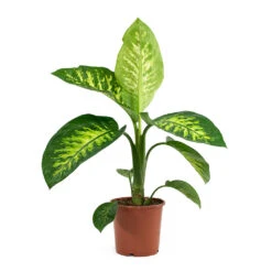 Dieffenbachia Seguine Tropic Snow - Dumb Cane -Hortology Shop Dieffenbachia seguine Tropic Snow Dumb Cane 17cm