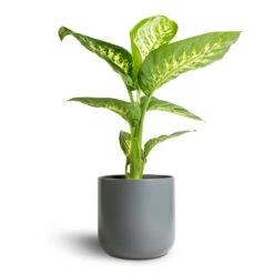 Dieffenbachia Seguine Tropic Snow - Dumb Cane -Hortology Shop Dieffenbachia seguine Tropic Snow Dumb Cane 17x60cm Lisbon Plant Pot Charcoal 19x19cm