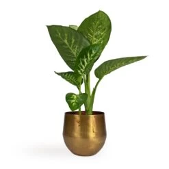 Dieffenbachia Seguine Tropic Snow - Dumb Cane -Hortology Shop Dieffenbachia seguine Tropic Snow Dumb Cane 17x75cm Ayka Metal Plant Pots Set4 Old Camel