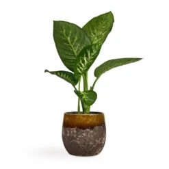 Dieffenbachia Seguine Tropic Snow - Dumb Cane -Hortology Shop Dieffenbachia seguine Tropic Snow Dumb Cane 17x75cm Lindy Plant Pot Ochre 23x20cm