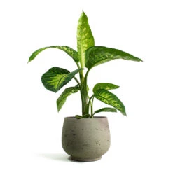Dieffenbachia Seguine Tropic Snow - Dumb Cane -Hortology Shop Dieffenbachia seguine Tropic Snow Dumb Cane Mini Pixie Plant Pot Grey Washed