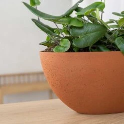 Dorant Refined Oval Plant Bowl - Canyon Orange -Hortology Shop Dorant Refined Oval Plant Bowl Canyon Orange Close Up